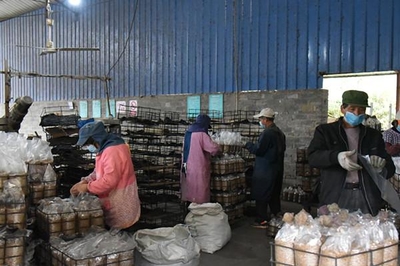 浙江江山 專班化服務助力食用菌企業復工復產，保障食用農產品批發暢通